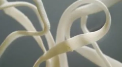 Mennyire veszélyes szalagférgek az emberekben és tüneteiben