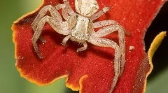 Milyen pókok különböznek a rovaroktól?