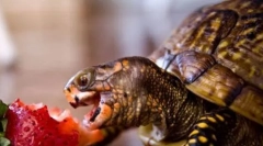 Mi táplálja a teknősöket?