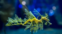 Mint figyelemre méltó tengeri sárkány?