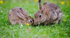 Mint a nyúl különbözik a nyúl fickójától?