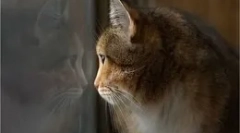 Mit csinálnak macskák, amikor otthon maradnak?