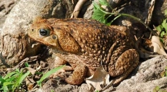 Mint híres varangy igen?