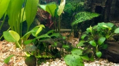 Black beard támadások, vagy a barna algák problémája az akváriumban