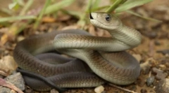 Fekete mamba