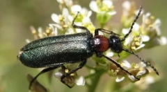 Chernhotels és tanfolyamok