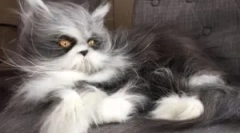 Macskafülkék: típusok és célok