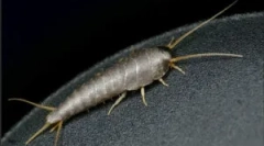 Scappy: ki és mi veszélyes