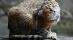 Scabies és állvány kullancsok