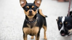 Chihuahua - a legősibb kutyák fajtája