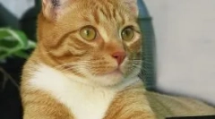 Macska chipping: van egy állat-eljárás