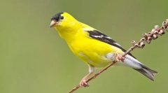 Chizh - az énekesek leginkább barátságos madár (fotó)