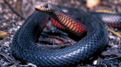 Fekete kígyó