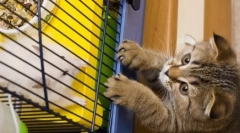 Milyen macskák, ha nem vagyunk otthon: top 10 népszerű osztály