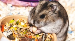 Mit eszik a japán hörcsögök