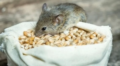 Milyen egerek eszik a természetben és otthon