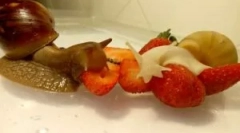 Milyen csigákat eszik az otthonuk megtartásakor?