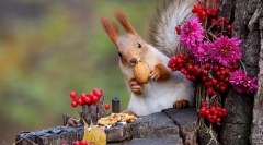 Mi eszik mókus a természetben és otthon