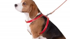 Mi jobb a kutya számára - edző vagy gallér