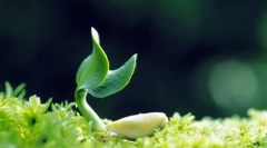 Mire van szükség az élet fenntartásához?