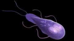 Mit kell képviselni a lambliákat