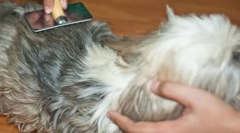 Mi vezet a chatuninek kialakulásához, és hogyan kell megbirkózni velük?