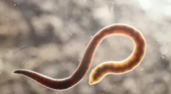 Melyek az árbocok és azok kezelése