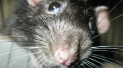 Mi a deratizáció és szakaszai