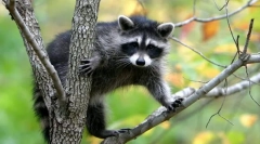 Mi az élő lények osztályozása?