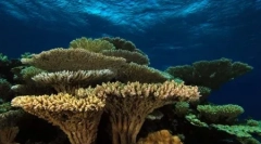 Mi a korallzátonyok? (9 fotók)