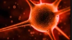 Mi a cryptosporidia, és mi a kezelés módszerei?