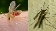 Mi a szúnyog és a szúnyog-különbség