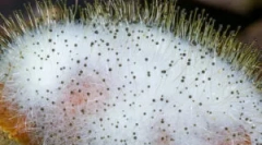 Mi a mucor és annak jellemzői