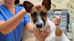 Mi a vakcinázás a kutyák és miért van szükség?