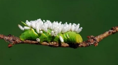 Mi várja a lovas tojás által fertőzött hernyót?