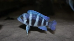 Ugrás frontose (cyphotilapia frontosa)