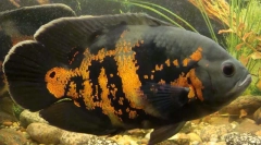 Cichlids az akváriumban