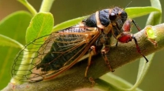 Tsicada (fotó): ügyes rovar