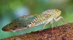 Tsicada, cycada és potnie