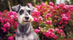 Miniatűr schnauzer (fotó): csodálatos barát, megbízható és hűséges bátor