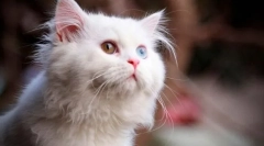 Macska gyapjú színe