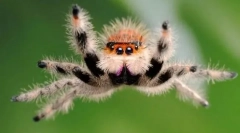 Akár pókok ugrik?