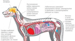 A hormon növekedésének enyhítése