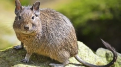 Duga (fotók): dekoratív mókus chili