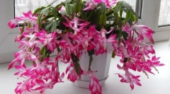 Dekembrista (skluberger)