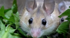 Dekoratív rágcsálók