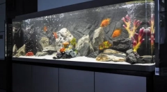 Díszítő akvárium