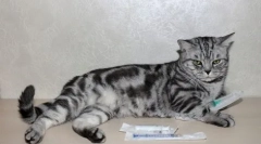 Dexamethason a macskák számára: a kábítószer és a felhasználás bizonyságának jellemzői