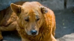 Demodecosis a kölykökben és a felnőtt kutyákban