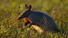 Tíz a leghosszabb állatok a földön